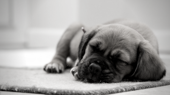 Is it better to let sleeping dogs lie?